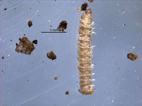 Image of millipedes