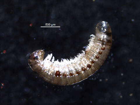 Image of millipedes