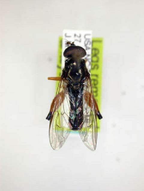 Image of Chalcosyrphus plesia (Curran 1925)