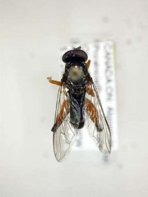 Image of Chalcosyrphus plesia (Curran 1925)