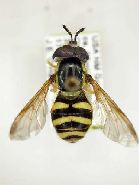 Image of Chrysotoxum integrum