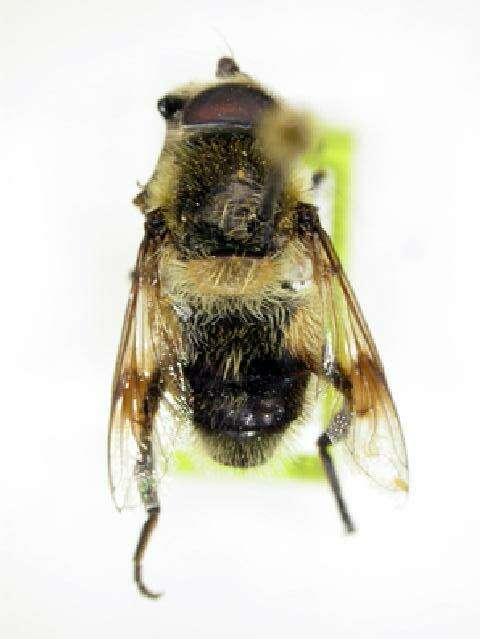 Image of Eristalis anthophorina (Fallen 1817)