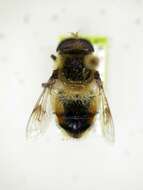 Image of Eristalis anthophorina (Fallen 1817)