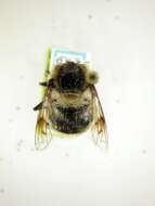 Image of Eristalis anthophorina (Fallen 1817)