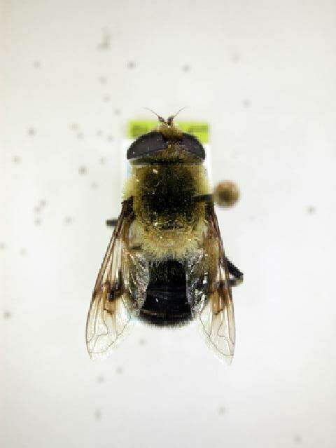 Image of Eristalis anthophorina (Fallen 1817)