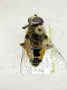 Imagem de Eristalis arbustorum (Linnaeus 1758)