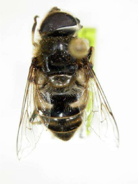 Image of Eristalis dimidiata Wiedemann 1830