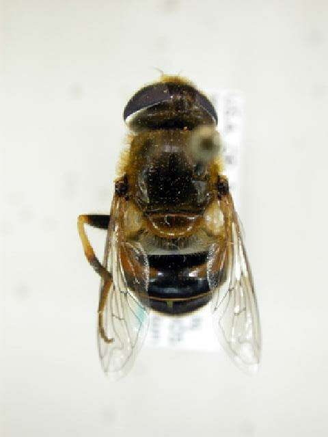 Слика од Eristalis interrupta (Poda 1761)