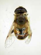 Image of drone fly