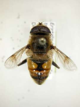 Imagem de Eristalis tenax (Linnaeus 1758)