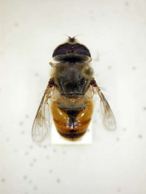 Image of drone fly