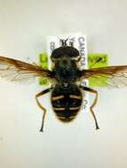 Image of Sericomyia chrysotoxoides Macquart 1842