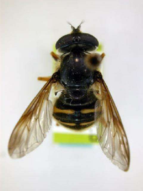 Image of Sericomyia chrysotoxoides Macquart 1842