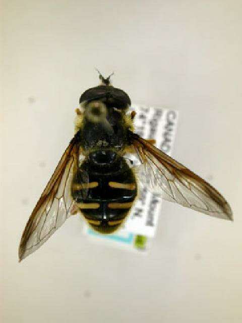 Image of Sericomyia chrysotoxoides Macquart 1842