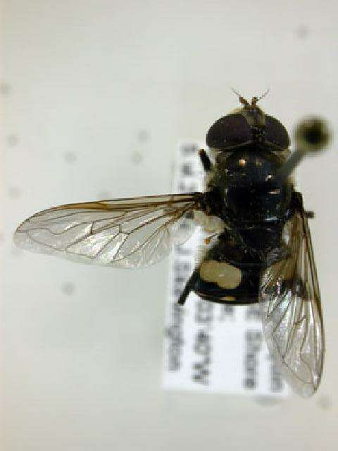 Image of Sericomyia lata (Cqouillett 1907)