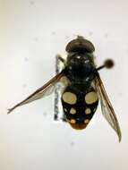 Image of Sericomyia lata (Cqouillett 1907)