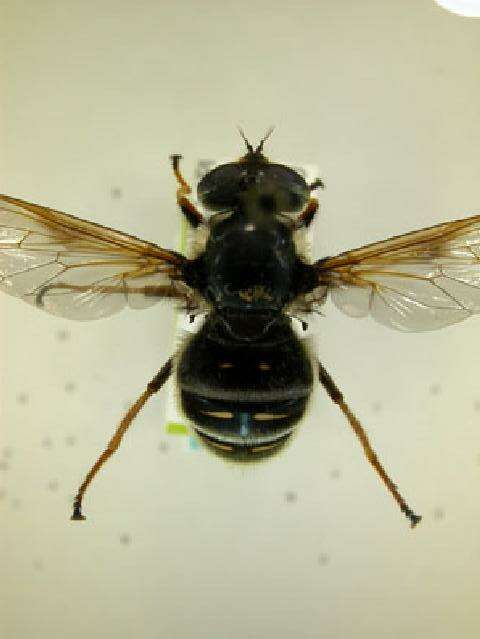 Image of Sericomyia militaris Walker 1849