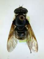 Image of Sericomyia militaris Walker 1849