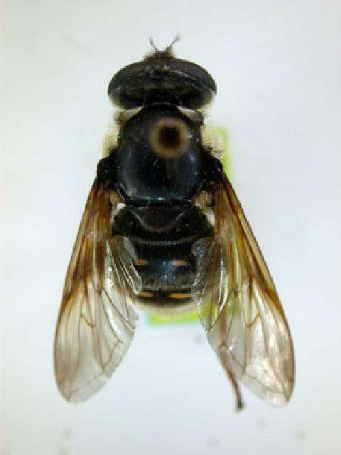 Image of Sericomyia militaris Walker 1849