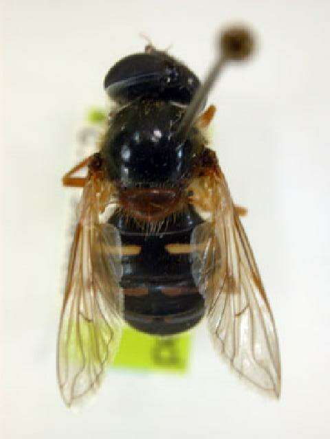 Image of Sericomyia jakutica (Stackelberg 1927)