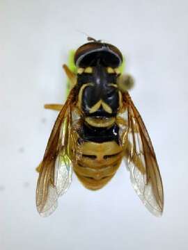 Image of Spilomyia alcimus (Walker 1849)