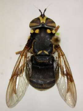 Image of Spilomyia fusca Loew 1864