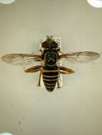 Image of Eastern Hornet Fly