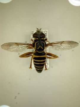 Image of Spilomyia longicornis Loew 1872