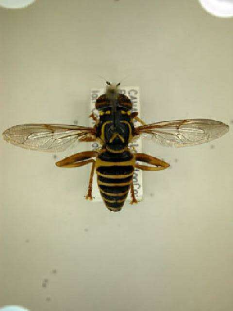 Image of Eastern Hornet Fly