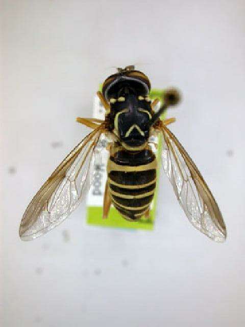 Image of Eastern Hornet Fly