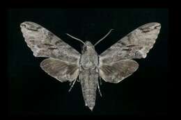 Image of Gray hawk moth