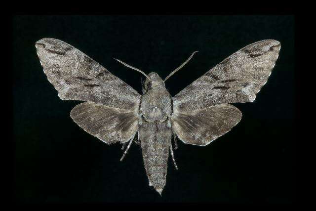 Image of Gray hawk moth