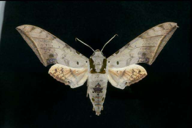 Image of Ambulyx sericeipennis okurai