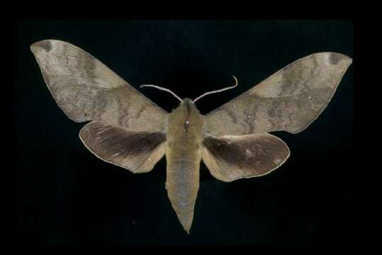 Image of Clanis bilineata (Walker 1866)