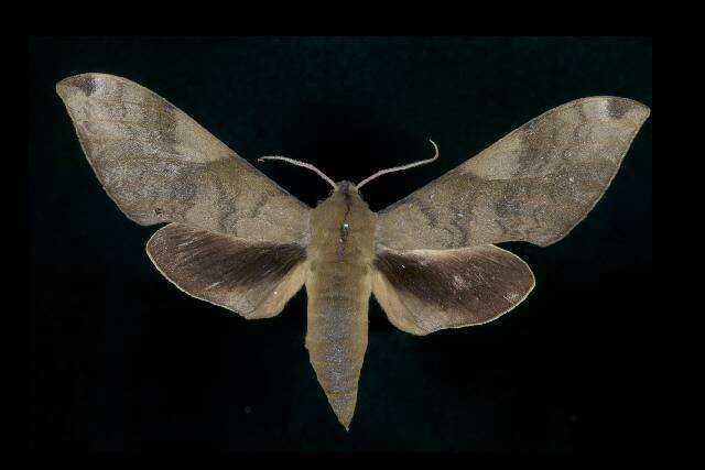 Image of Clanis bilineata (Walker 1866)
