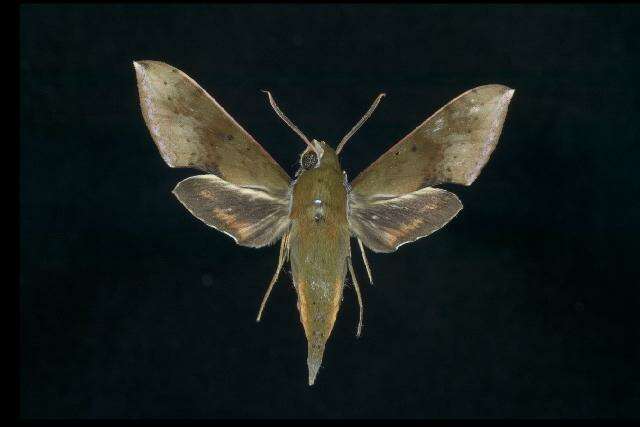 Image of Rhagastis castor formosana Clark 1925