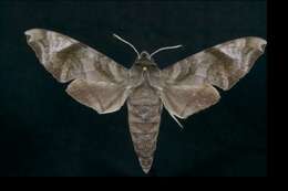 Image of Acosmeryx castanea Rothschild & Jordan 1903