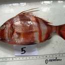 Image of Redbanded seabream