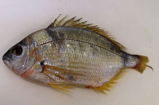 Image of Annular Seabream