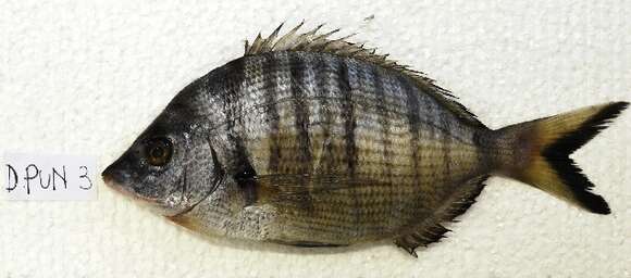 Image of Porgy