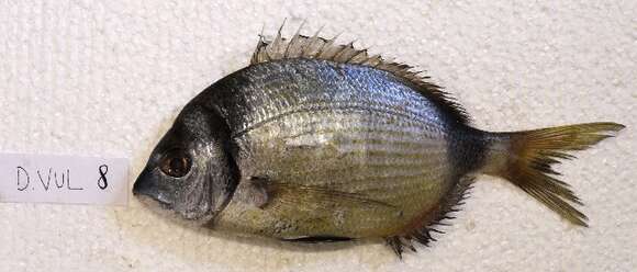 Image of Blacktail Bream