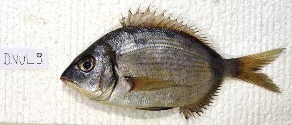 Image of Blacktail Bream