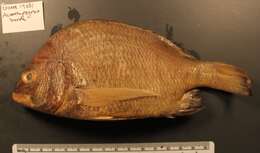 Image of Black Bream