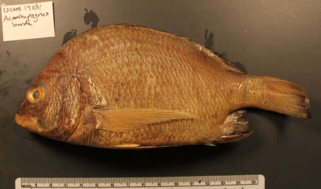 Image of Black Bream