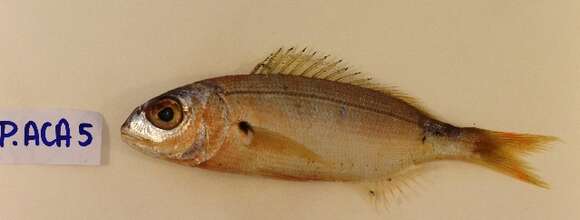 Image of Auxillary seabream