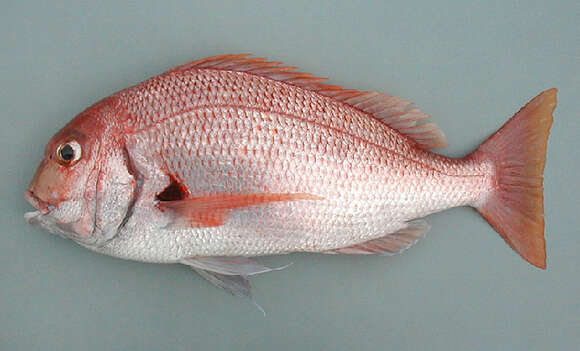 Image of African red bream