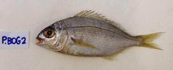 Image of Blackspot Seabream