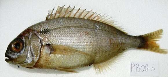 Image of Blackspot Seabream