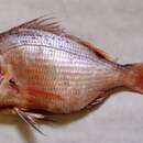 Image of Bluespotted seabream