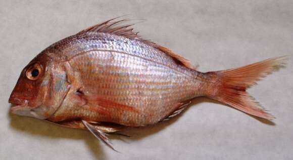 Image of Bluepointed porgy